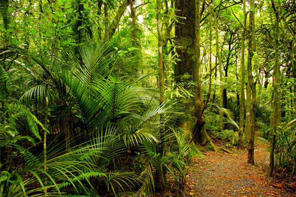 什么是黑檀木与白象牙?黑檀木与白象牙的特点！