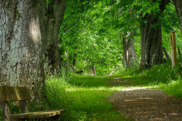 什么是黑檀木与白象牙?黑檀木与白象牙的特点！
