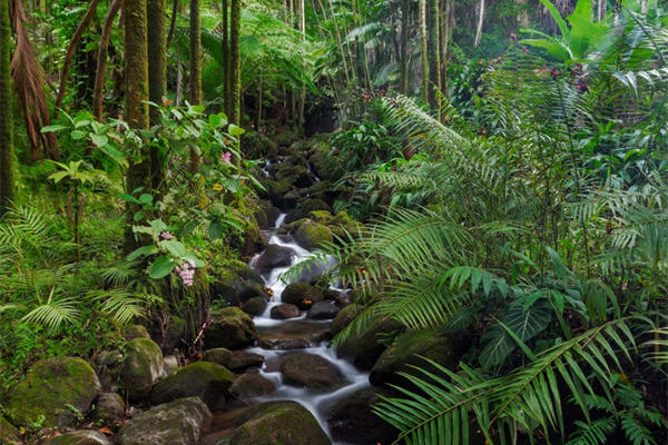 什么是黑檀木与白象牙?黑檀木与白象牙的特点！