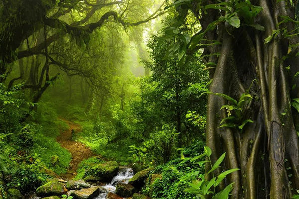 什么是黑檀木与白象牙?黑檀木与白象牙的特点！